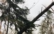 Minulý týden odstranili hasiči z Kuniček ze silnic 13 popadaných stromů. Ohlášený orkán Sabine nakonec Blanensko minul.