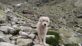 Bernard zdolal Tatry.