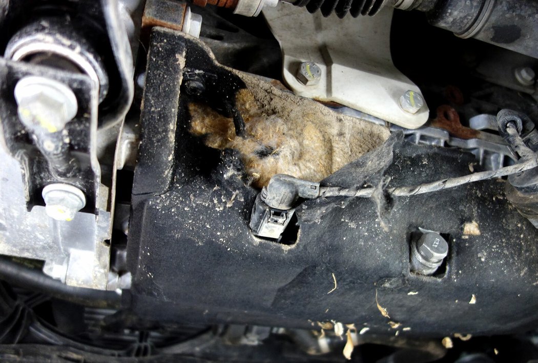 Kvalitní elektronický plašič hlodavců si pořiďte ten samý den co auto. Když vám kuny a myši motorový prostor přímo neožerou, klidně ho mohou zapálit natahanou sušinou.