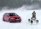 Seat Leon Cupra ST 300 si zazávodil na sněhu se psím spřežením