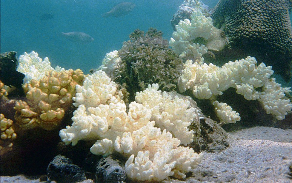 Velký bariérový útes Je to největší korálový útes světa. Táhne se podél pobřeží Queenslandu (severovýchodní Austrálie). Je přes 2000 km dlouhý a jeho velká část je chráněna jako Great Barrier Reef Marine Park. Od roku 1981 je pod ochranou UNESCO.