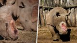Nosorožec Seha plakal, když mu pytláci krutě uřezali roh. Po záchraně se ale vrátí do divočiny!