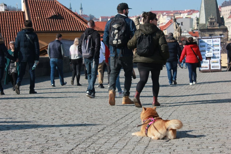 Šejmi najdete na instagramu jako @zivotseshibainu