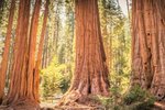 Vědci z Mendelovy univerzity chtějí do lesů vysadit sekvojovec obrovský. Jsou přesvědčeni, že mu může současné klima svědčit.