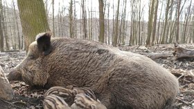 V  oboře Holedná na svět vykoukla asi dvacítka selátek. Roztomilá prasátka se nesmí krmit a neměla by být rušena nadměrným hlukem.