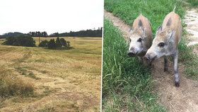 Lidé popsali popravu selátek na Plzeňsku: Zmasakroval je traktorem na třikrát!