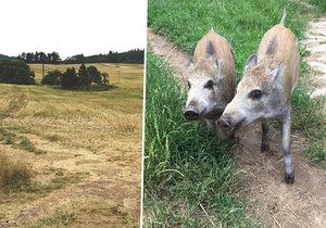 Lidé popsali popravu selátek (ilustrační foto) na Plzeňsku: Zmasakroval je na třikrát!