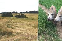 Lidé popsali popravu selátek na Plzeňsku: Zmasakroval je traktorem na třikrát!