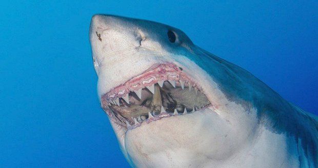 Žraloků je přes 400 druhů po celém světě. Smrtících útoků na člověka není mnoho, ale vždy vzbudí velkou pozornost.