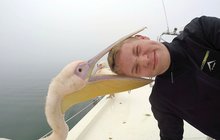 Chtěl selfíčko s pelikánem, ale... Skončil v jeho zobáku