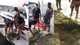 Vytáhli želvu z moře kvůli selfie: Děti po ní skákaly a bily ji