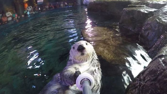 Zvířata umí vyfotit skvělé selfie. Nechte se inspirovat