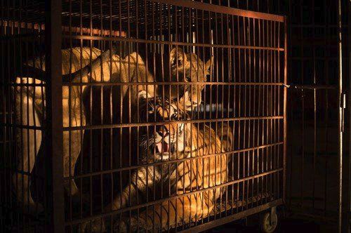 Cirkusová představení s volně žijícími druhy zvířat vyvolávají ve světě čím dál tím větší pobouření a některé země či města je zakázaly.