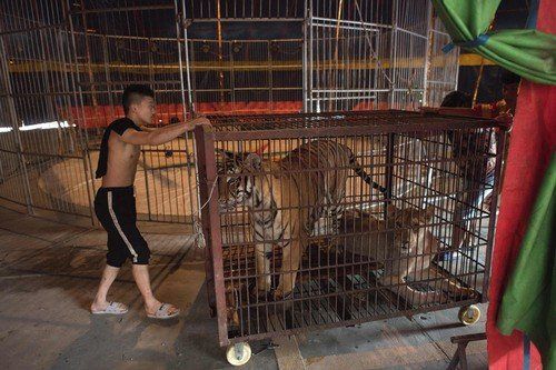 Cirkusová představení s volně žijícími druhy zvířat vyvolávají ve světě čím dál tím větší pobouření a některé země či města je zakázaly.
