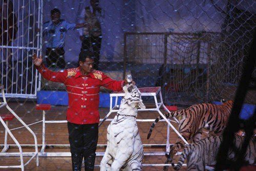 Šelmy jsou tahákem, který má zabránit poklesu návštěvnosti, který v posledních letech čínské cirkusy pociťují