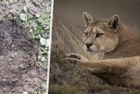 Myslivci varují: Na Českobudějovicku se pohybuje šelma! Nejspíš jde o pumu