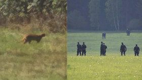 Na Liberecku pobíhá exotická šelma: Nevstupujte do lesa, radí město.