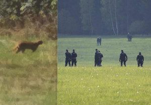 Na Liberecku pobíhá exotická šelma: Nevstupujte do lesa, radí město.