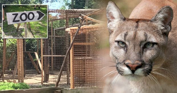 Válka s ilegální zoo, z které utekla puma: Starosta Zvole začal rázně jednat