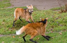 Vlci hřivnatí v Zoo Praha: Váňa a Luna si padli do oka