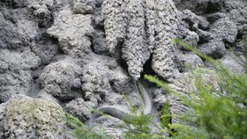 Had ztvárněný na krápníkové stěně Valdštejnské zahrady.