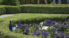 K Valdštejnské zahradě neodmyslitelně patří pávi - barevný páv korunkatý a páv bílý.