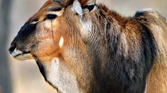 Za antilopou Derbyho do senegalského národního parku Niokolo Koba