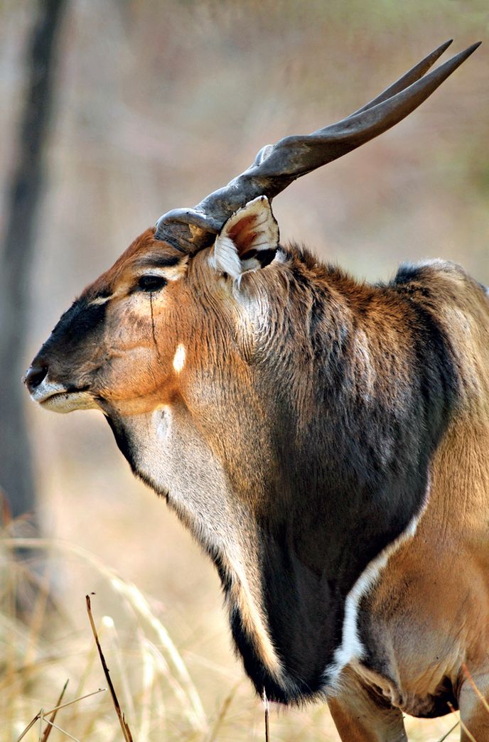 Antilopa Derbyho (snímek z rezervace Fathala) by mohla být vrácena do Niokolo Koba.