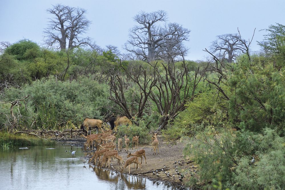 Rezervace Bandia se nemůže ani zdaleka rovnat safari parkům třeba v Namibii nebo Tanzanii, ale i tak jsme se z otevřené korby offroadu dívali z pár metrů do očí nosorožce, žiraf, zeber, pštrosů, opic nebo antilop. Obdivovali jsme i nádherné baobaby, které se pro nás staly symbolem Senegalu.