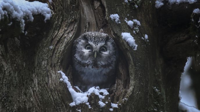 Z filmu Šepot lesa Z filmu Šepot lesa