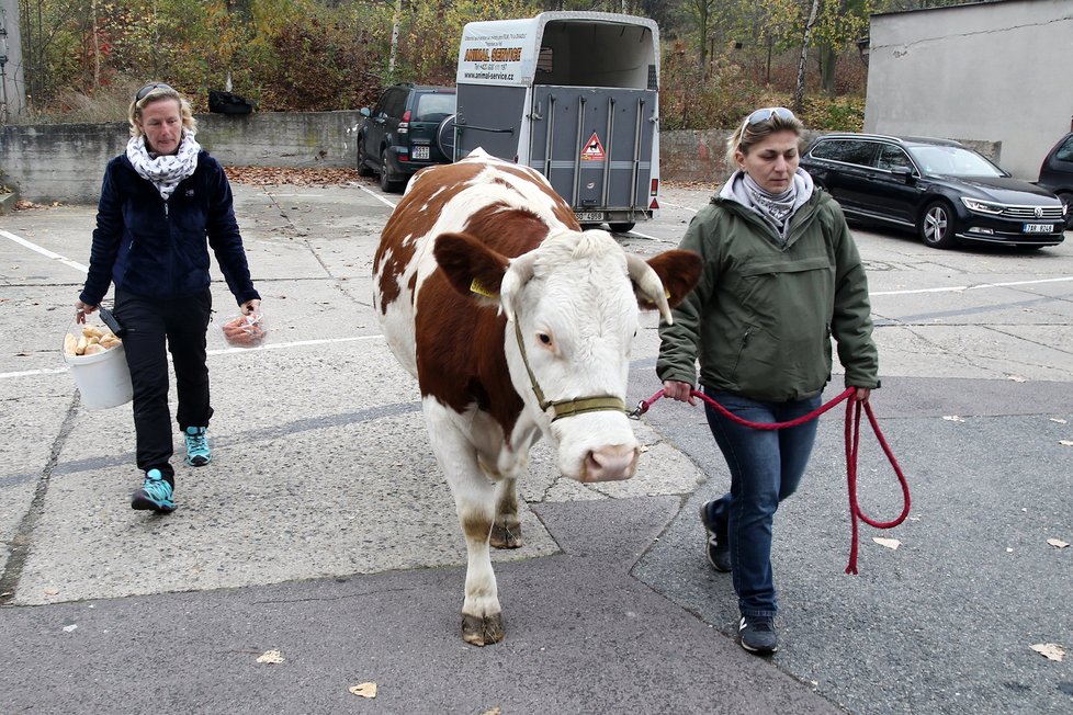 Diváci si občas herce ztotožňují s rolí. Jenže co naplat, když je to fakt kráva...