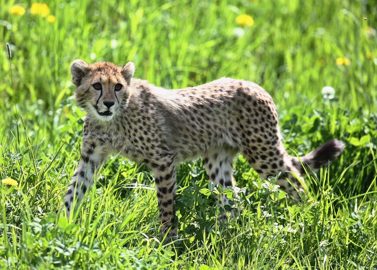 gepard