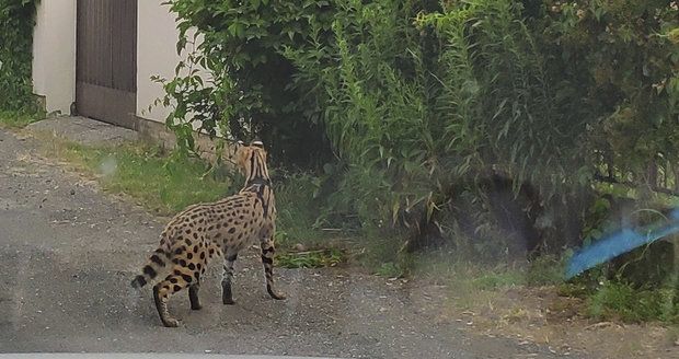 Serval se po ulici na východu Prahy se pohyboval už loni v červenci.