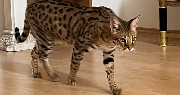 Uprchlý serval z Brna. Uprchlý serval z Brna.