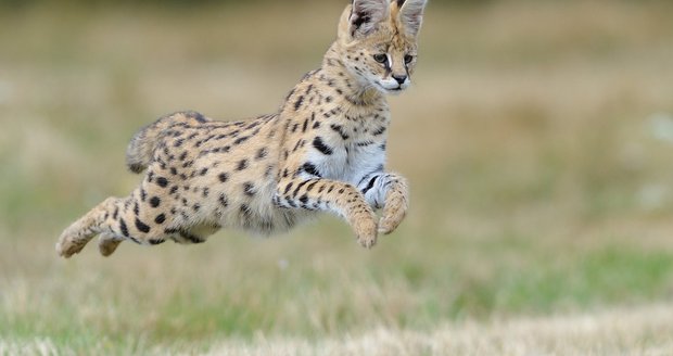 Serval stepní.