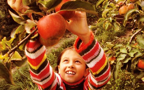 Konzumace flavonoidů, které jsou obsaženy v jablkách, významně snižuje riziko ra-koviny tlustého střeva a jater.