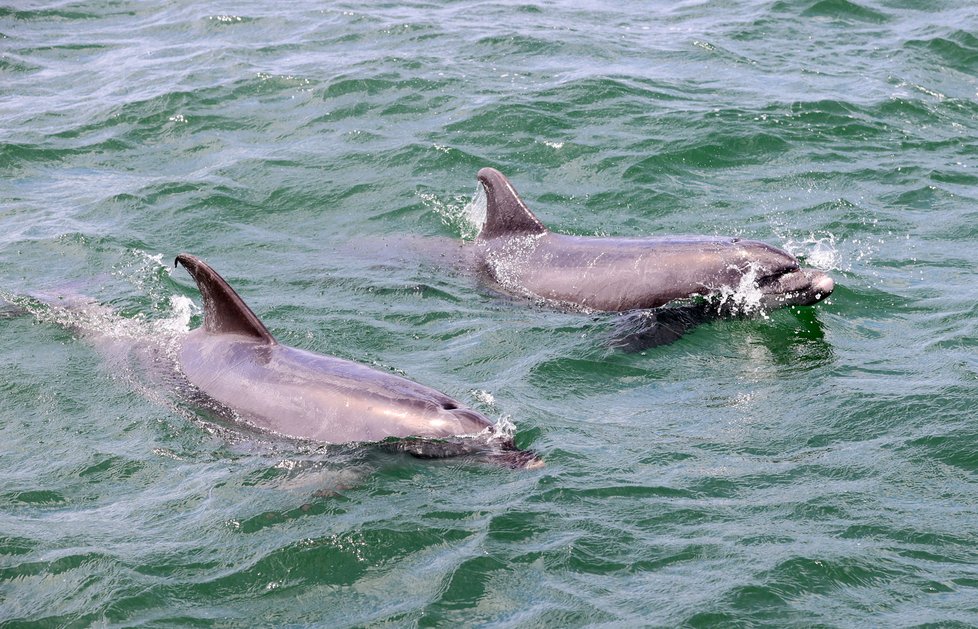 Delfíni poblíž městečka Setúbal nikam nemigrují a máte tak vysokou šanci, že je spatříte.
