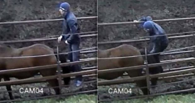 Úchyl znásilnil koně na farmě: Rozčílená přítelkyně mu dala kopačky!