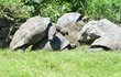 O tom, že vedro zvyšuje sexuální apetit nejen lidem, ale i zvířatům, se včera přesvědčil fotoreportér Aha! v pražské zoo. Přímo před zraky návštěvníků si to ve výběhu »rozdával« pár roztoužených želv obrovských.
