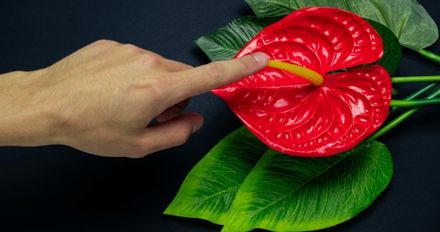 5 zajímavostí o klitorisu, které jste možná nevěděli. Domorodky si ho nechávaly sát bezzubými starci! Tohle jste o klitorisu jistě nevěděli!