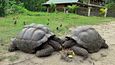 Volně se pohybující želvy obrovské na ostrově La Dique. Žijí až 160 let a vážit mohou až 200 kg.