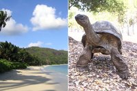 Želvy ovládly exotický ráj! Na Seychelách je jich už víc než lidí