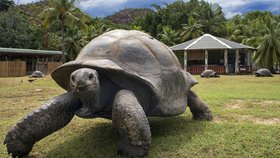 Populace suchozemských želv na Seychelách roste.