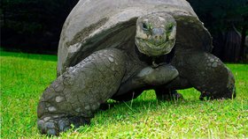 Populace suchozemských želv na Seychelách roste.