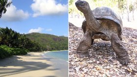 Populace suchozemských želv n Seychelách roste.