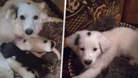 Majitelka fenky Shelby prý už ví, kdo za střelbou stojí.