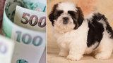 Krutý podvod: Žena zaplatila za štěně „kamerunské bance“ 65 000 korun