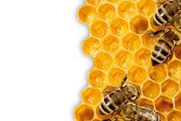 Včelám se daří i na Hradě. Nevěříte?