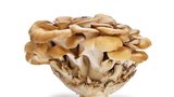 Léčivé houby pro pevnější zdraví 