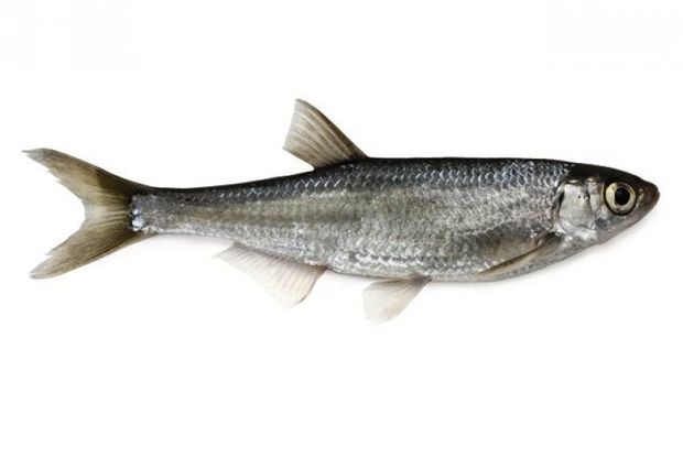 Ouklej obecná (Alburnus alburnus) Ouklej obecná (Alburnus alburnus)